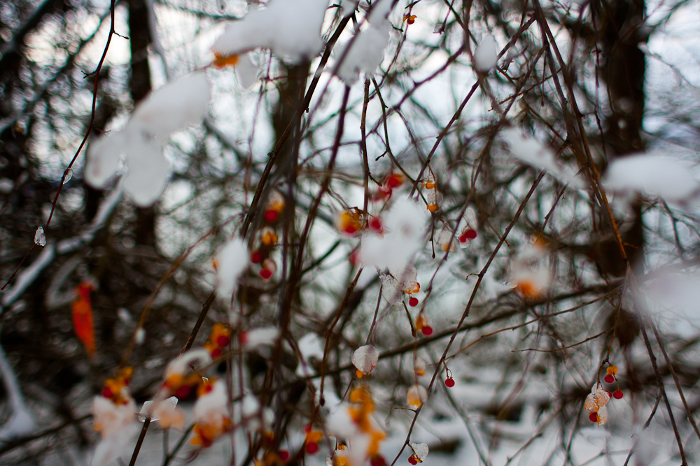 Mackworth berries