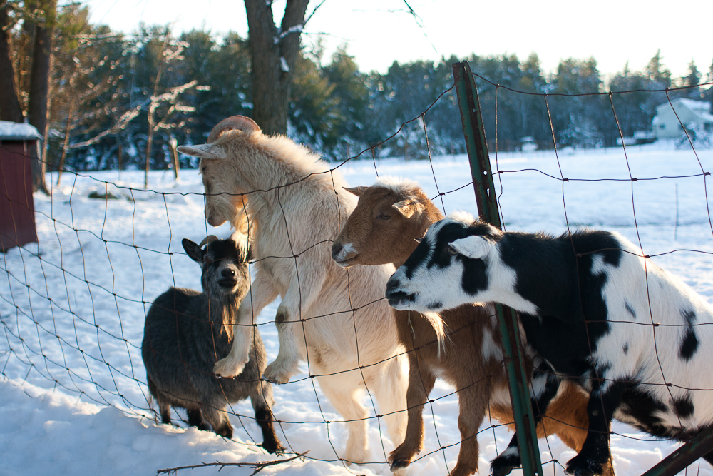 Goats on a fence