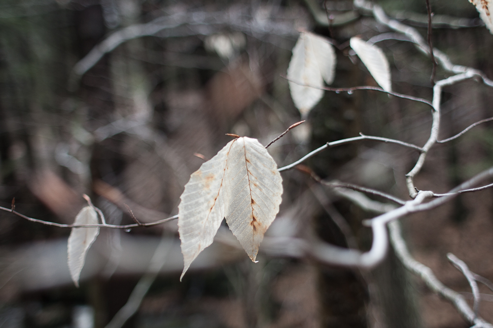 Pale leaves