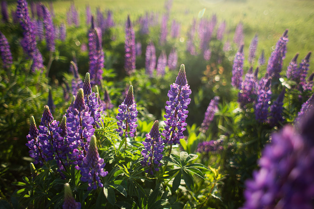 Lupines